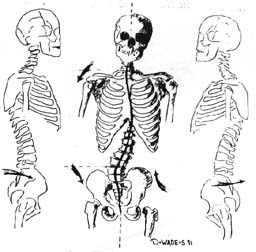 Illustration of the human skeleton.